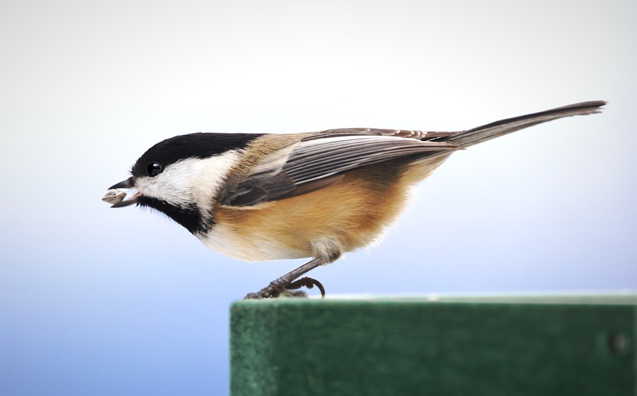 Guide pour bien nourrir les oiseaux