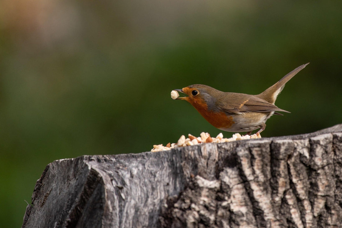 Quand installer une mangeoire à oiseaux ?