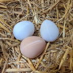 Faux œuf artificiel factice de poule pondeuse - pour aider à la ponte de vos poules La Buse Qui File